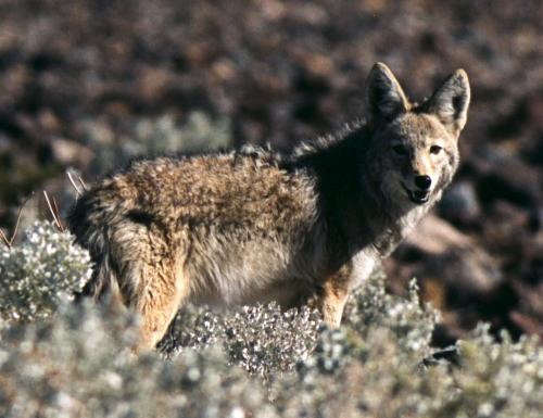 coyote 