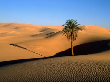 Sunny Desert